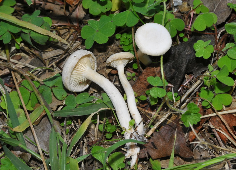 Clitocybe sp?